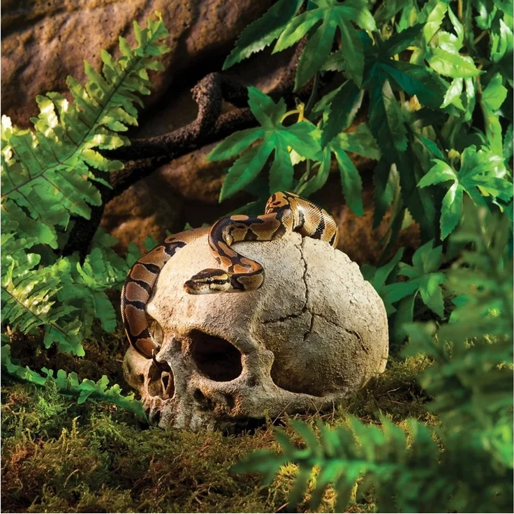 Exo Terra Terrariendeko Versteck Primate Skull – Bild 2