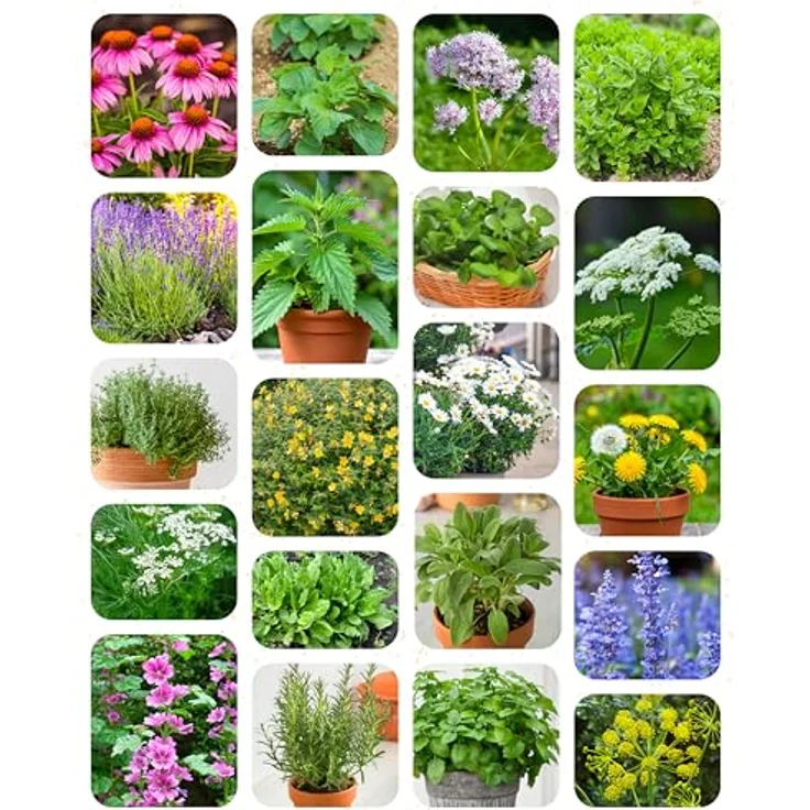 ZenGreens® - Bio Heil- und Teekräutersamen im 20er Set - 20 Heil- und Tee Kräuter Samen für den einfachen Anbau im Garten, Balkon oder Hochbeet - Pflanzensamen - Saatgut – Bild 11