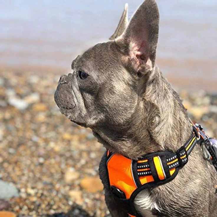 rabbitgoo Hundegeschirr Mittelgroße Hunde Anti Zug mit Griff, S, Orange | No Pull & Individuell Anpassbar, Atmungsaktiv Gepolstert, 2 D-Ringe, Schnellverschlüsse, Reflektierend für Gassi & Training – Bild 9