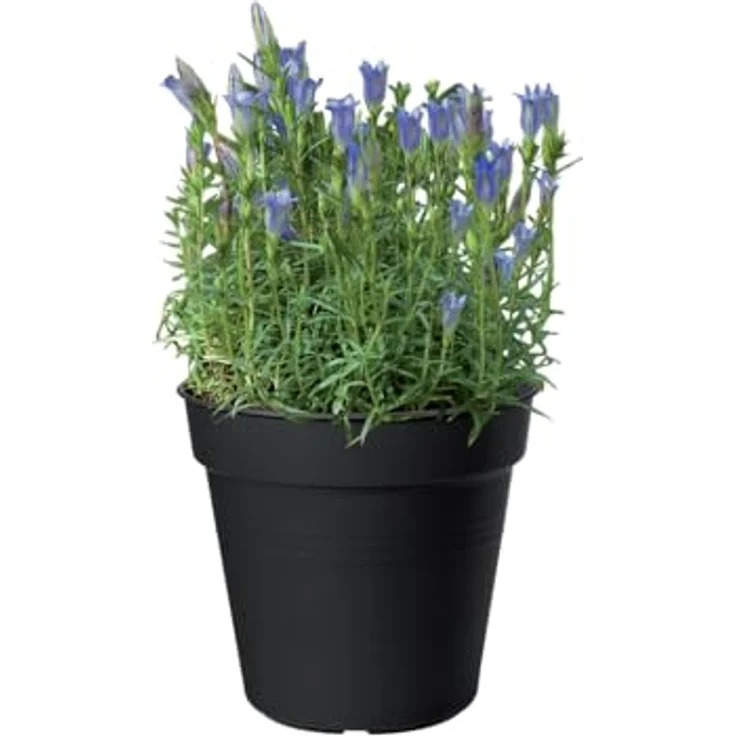 Elho Pflanztopf Green Basics Ø 17 x 16 cm schwarz – Bild 7
