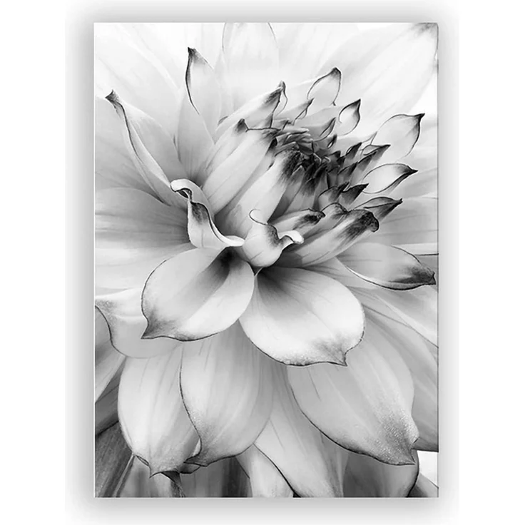 Poster Set 3teilig Blume Löwenzahn Schwarz Weiß Wanddeko B 40x60cm – Bild 6