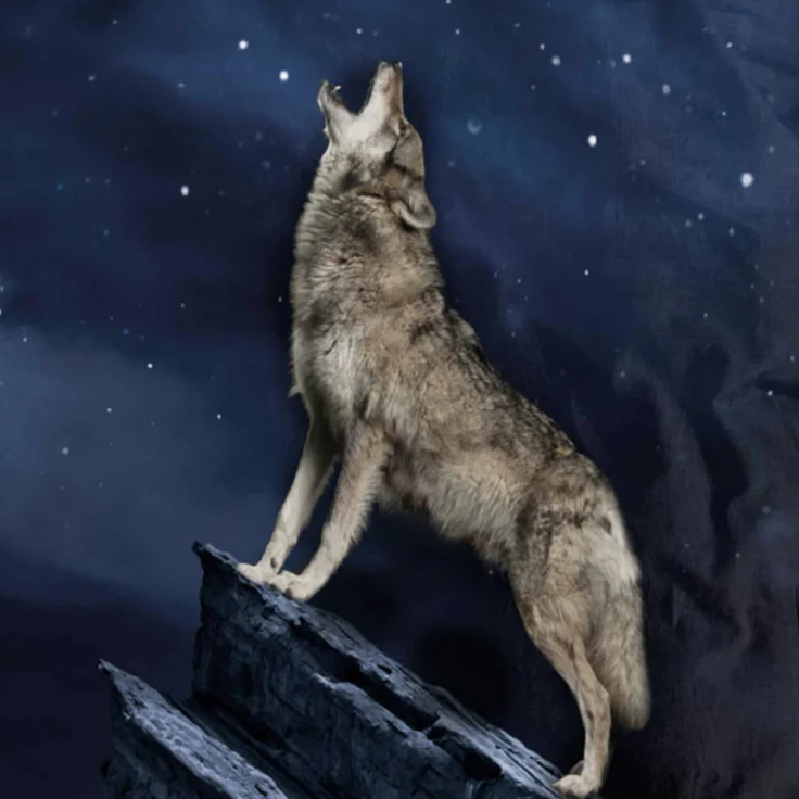 Wolf Bettwäsche Vollmond Digitaldruck ESPiCO Sleep and Dream 135 x 200 + 80 x 80 cm – Bild 5