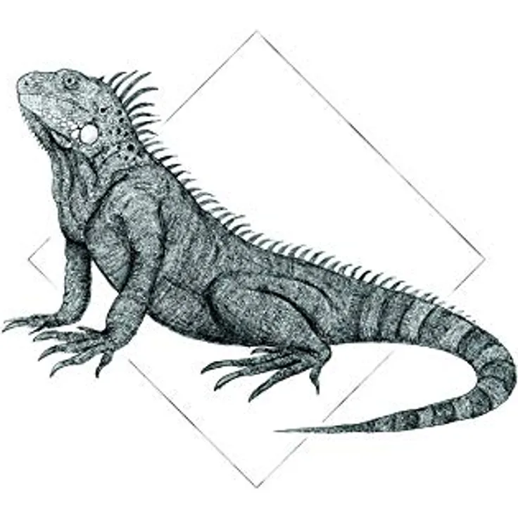 Komar Iguana White Wandbild, Poster 30 x 40 cm, fotorealistischer Kunstdruck auf Premium-Poster Fotopapier, ohne Rahmen, für Wohnzimmer und Schlafzimmer