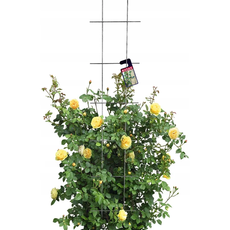 KADAX Gartenspalier für Kletterpflanzen Pergola 30x150 cm – Bild 5