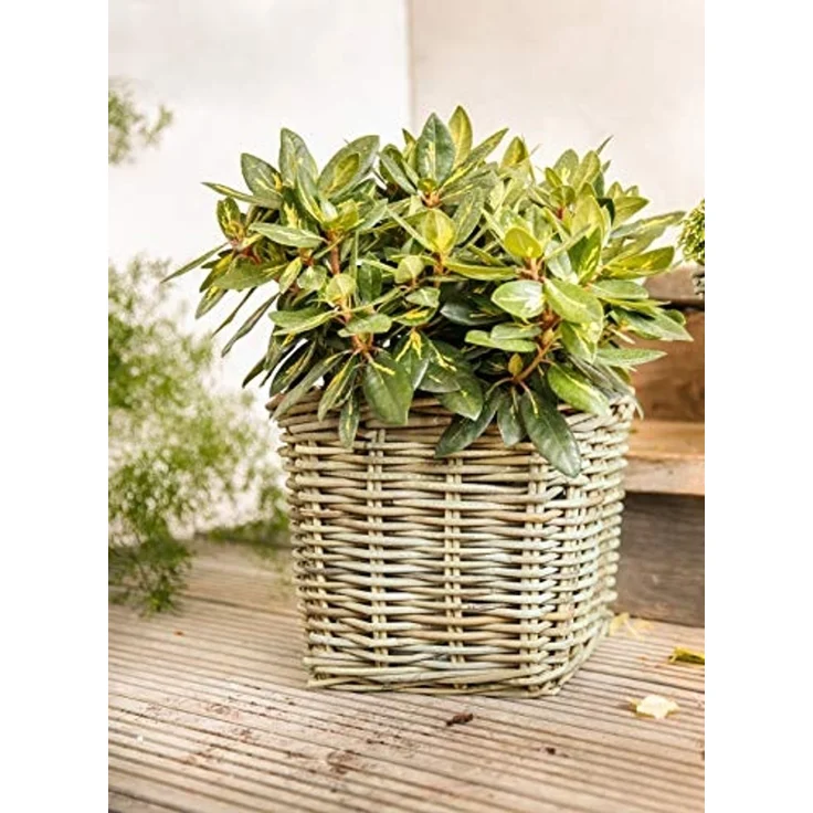 Pflanzkorb "Koboo Grey" aus Rattan, quadratisch, grau, groß, Blumentopf, Pflanzkübel, Pflanztopf für Draußen, Blumenkübel – Bild 1