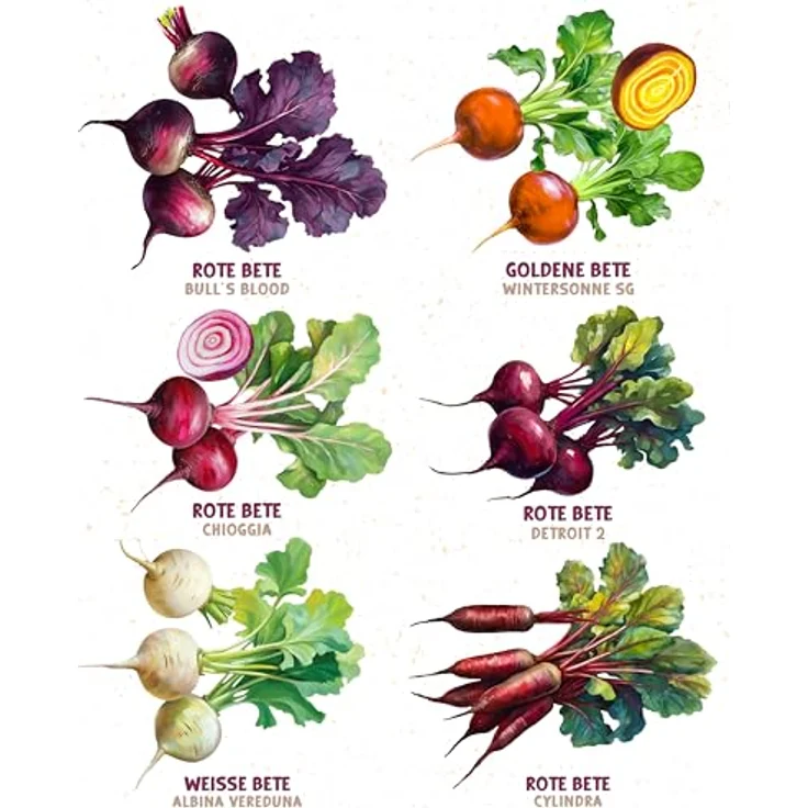 ZenGreens® - Bio Bunte Betesamen im 6er Set - 6 Bunte Bete Samen für den einfachen Anbau im Garten, Balkon oder Hochbeet - Pflanzensamen - Saatgut – Bild 7