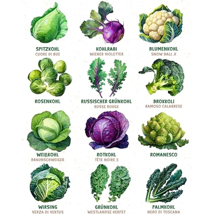 ZenGreens® - Bio Kohlgemüsesamen im 12er Set - 12 Kohl Gemüse Samen für den einfachen Anbau im Garten, Balkon oder Hochbeet - Pflanzensamen - Saatgut – Bild 7