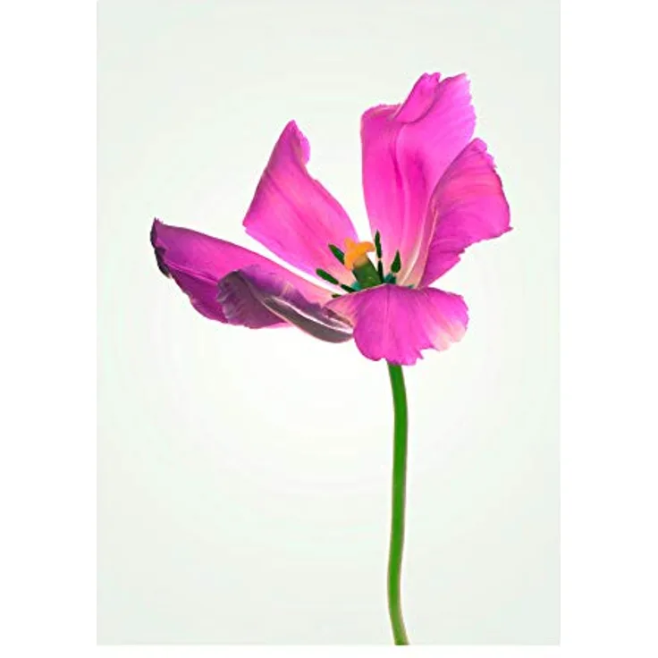 Komar Wandbild Tulip Kunstdruck, Hochwertiges Poster 30 x 40 cm, Seidenmatter Fotodruck ohne Rahmen, Premium-Qualität, Made in Germany