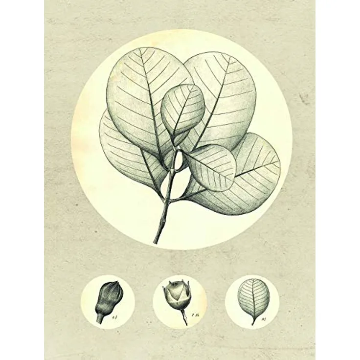 Komar Transparent Leaf, Wandbild ohne Rahmen, 30 x 40 cm, fotorealistischer Kunstdruck auf Premium-Poster Fotopapier, seidenmatt, lichtbeständig