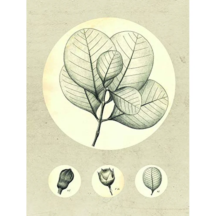 Komar Transparent Leaf, Wandbild ohne Rahmen, 30 x 40 cm, fotorealistischer Kunstdruck auf Premium-Poster Fotopapier, seidenmatt, lichtbeständig – Bild 1