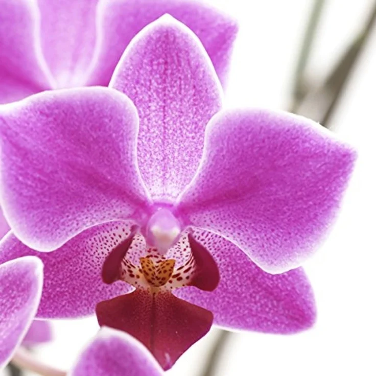 Foto-Paravent Paravent Raumteiler Trennwand M68 ~ 180x120cm, Orchidee – Bild 4