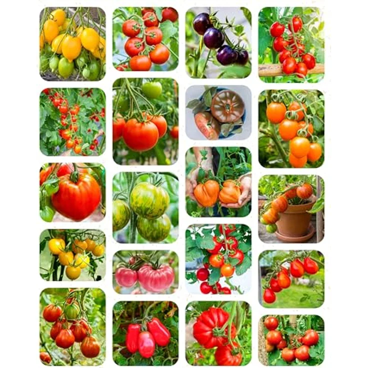 ZenGreens® - Bio Tomatensamen im 20er Set - 20 Tomaten Samen für den einfachen Anbau im Garten, Balkon oder Hochbeet - Pflanzensamen - Saatgut – Bild 11