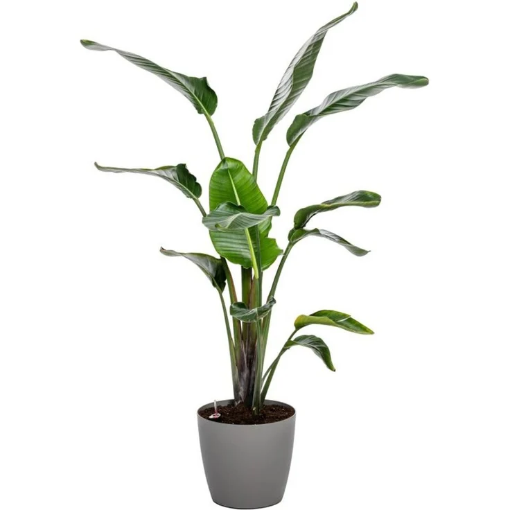 8x Übertopf Ella Rollen Blumenkübel Pflanzenbox Kräutergefäß Garten Dekoration – Bild 6