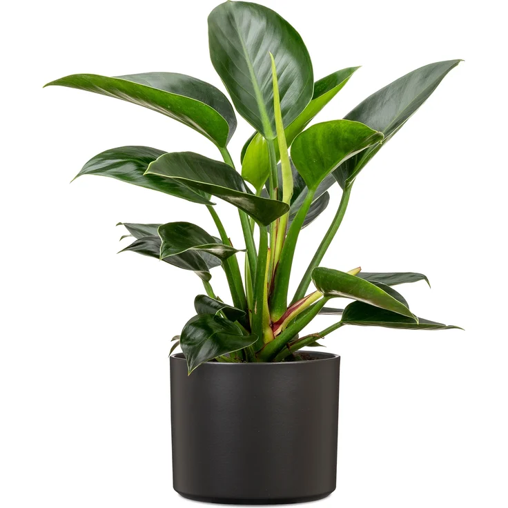 Scheurich , Blumentopf aus Keramik, Farbe: Night Black, 27,8 cm Durchmesser, 25,8 cm hoch, 19,939 l Vol. – Bild 2