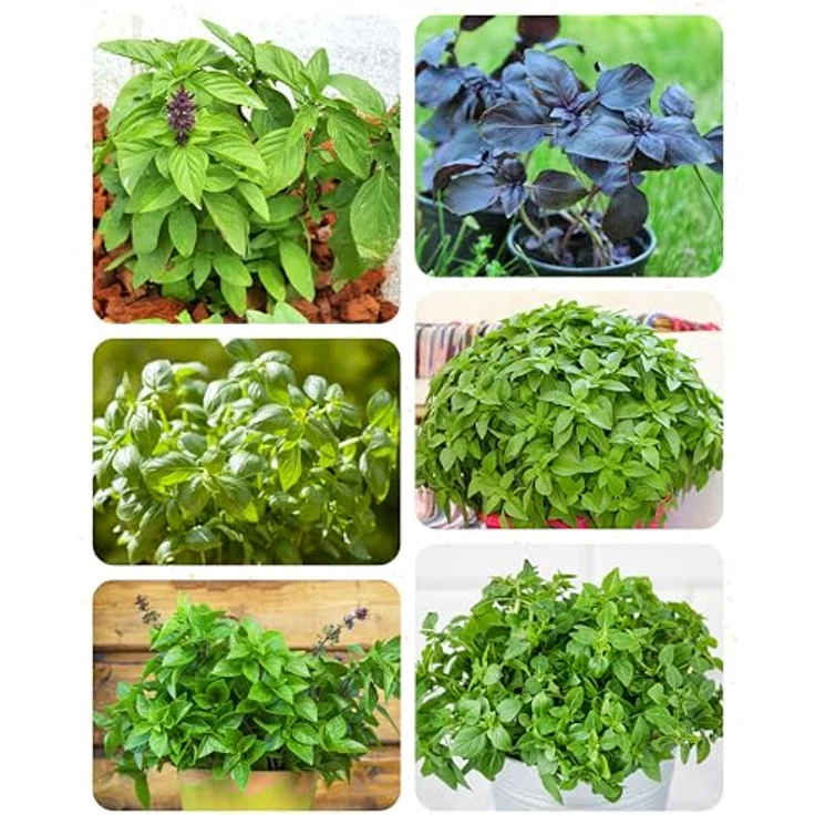 ZenGreens® - Bio Basilikumsamen im 6er Set - 6 Basilikum Samen für den einfachen Anbau im Garten, Balkon oder Hochbeet - Pflanzensamen - Saatgut – Bild 11