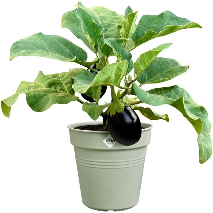 Elho Pflanzkübel green basics anzuchttopf 17cm steingrün – Bild 1