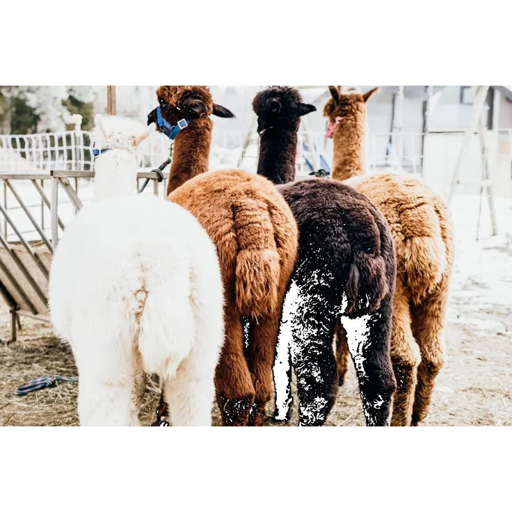 Golden Alpaca Bettdecke Alpaka Decke Alpaka Geschenk Alpaka Wolle (Sommerdecke, 135x200 cm) – Bild 10