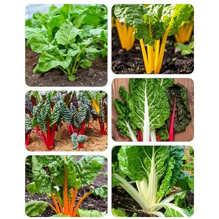 ZenGreens® - Bio Mangoldsamen im 6er Set - 6 Mangold Samen für den einfachen Anbau im Garten, Balkon oder Hochbeet - Pflanzensamen - Saatgut – Bild 11