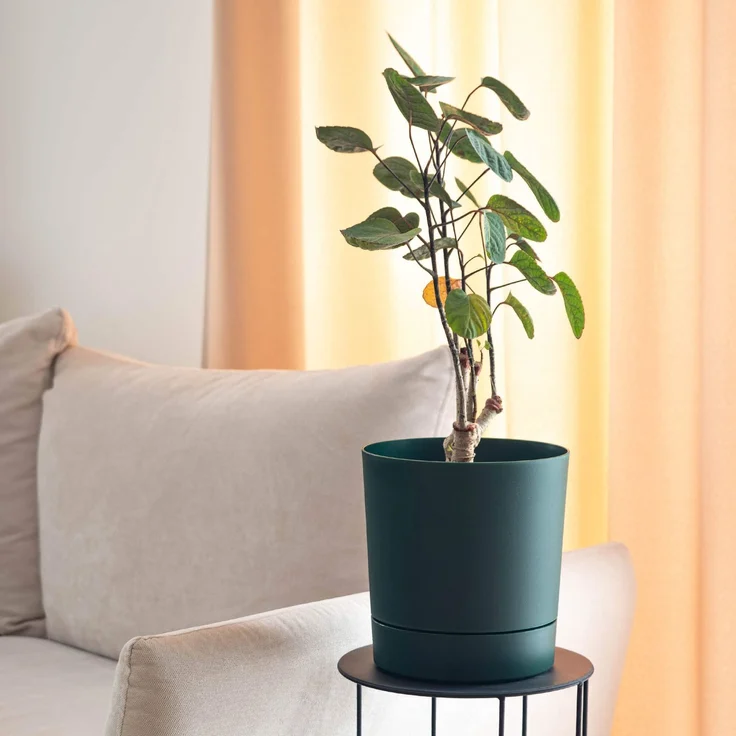 KADAX Topf mit Untersetzer Aura 280 Avocado – Bild 5