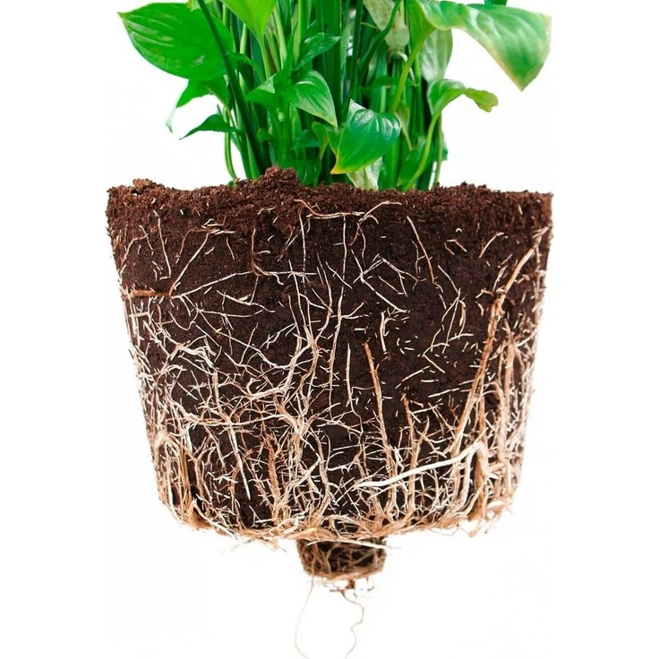 ECOPOTS Blumentopf Morinda Orchidee 17 Taupe, für den Innenbereich – Bild 3