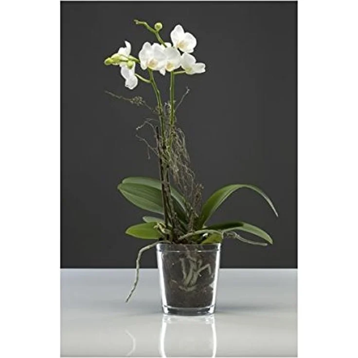Sandra Rich Übertopf Orchid, Maschinenglas – Bild 2