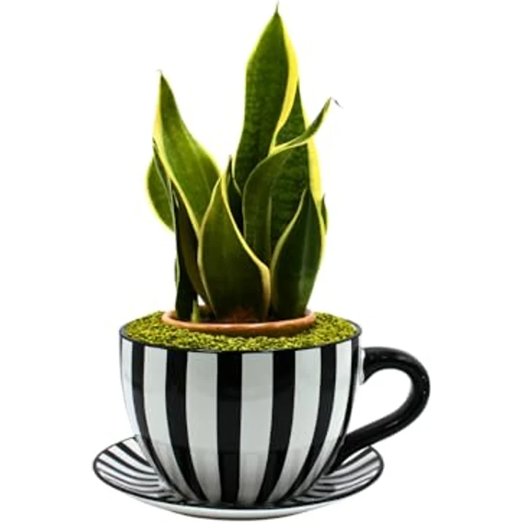 Dekohelden24 Blumentopf, Pflanztasse, Pflanzkübel, Pflanzgefäß, Blumenkübel, Pflanztopf. Übertopf als Tasse mit Griff aus Keramik, Motiv: Schwarz-Weiß-Gestreift, L/B/H 25 x 23 x 14 cm. – Bild 9