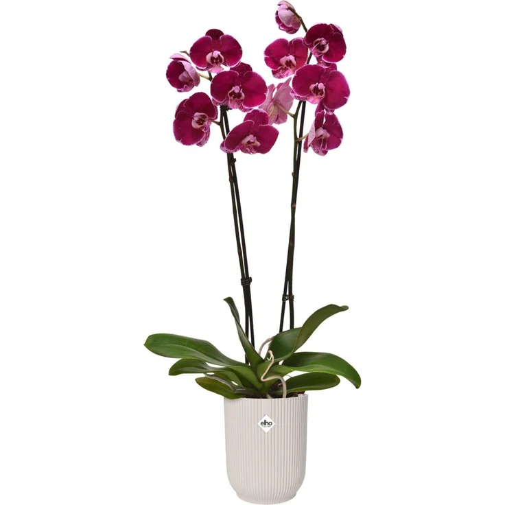 Elho Blumentopf Vibes Fold Orchidee Ø 13 x 15 cm weiß – Bild 3