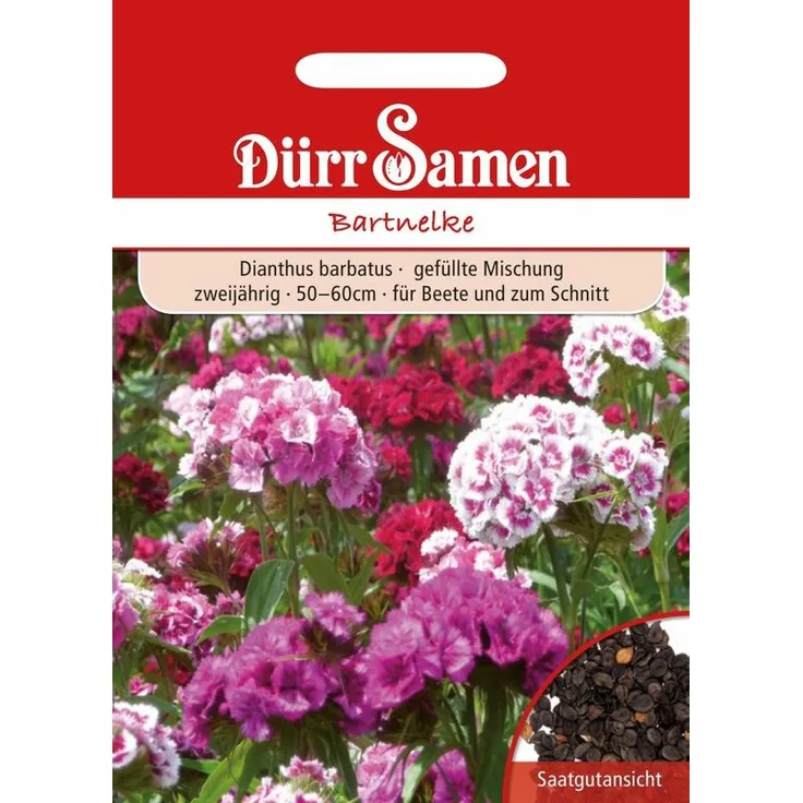 DÜRR-SAMEN Bartnelke | Bartnelkensamen 