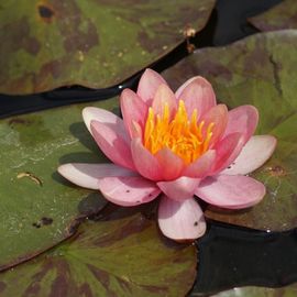 Blumixx Stauden Nymphaea Hybride Chrysantha