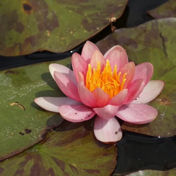 Blumixx Stauden Nymphaea Hybride Chrysantha - Seerose Standort sonnig Blütenfarbe apricot