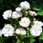 Ramblerrose Perennial Blush