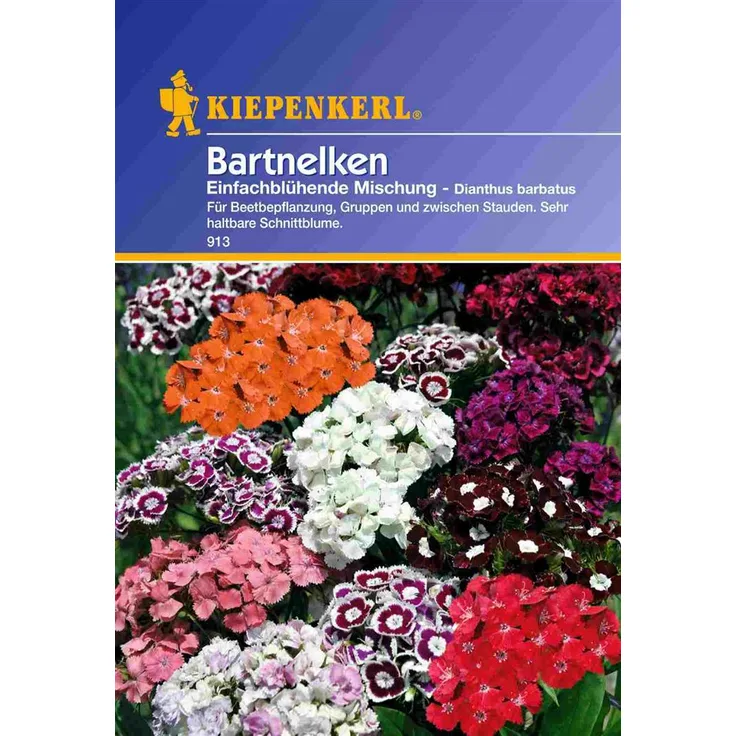 Kiepenkerl Dianthus barbatus Bartnelken einfach blühende Mischung