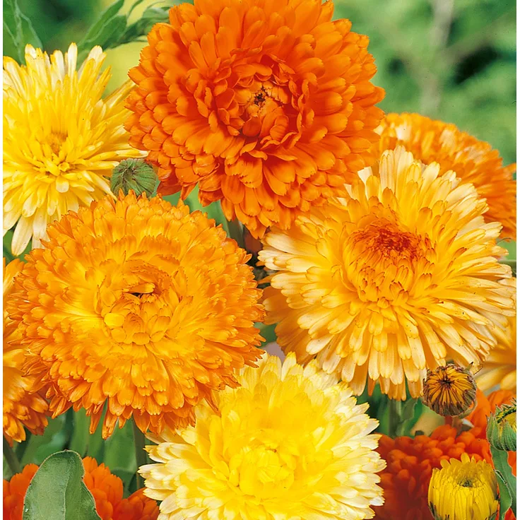 Samenshop 24 Ringelblumen Modefarben Mischung Calendula officinalis fl.pl. 1kg