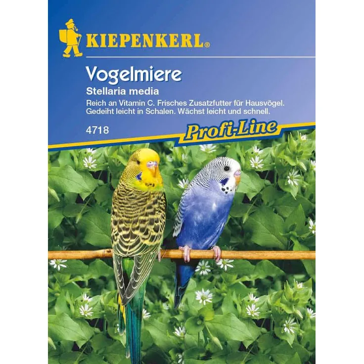 Kiepenkerl Vogelmiere Stellaria media