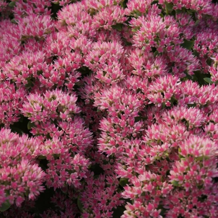 Blumixx Stauden Sedum Telephium-Hybr. Herbstfreude - Hohe Fetthenne Standort sonnig Blütenfarbe braunrot