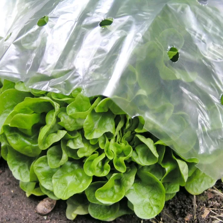 Frühbeetfolie Pflanzfolie Frühbeet Folie 1,5x10 m Gartenfolie Treibhausfolie FRÜHBEET Gewächshausfolie