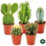 EXOTENHERZ 5 verschiedene Kakteen im Set - 5,5cm Topf - Preisvergleich