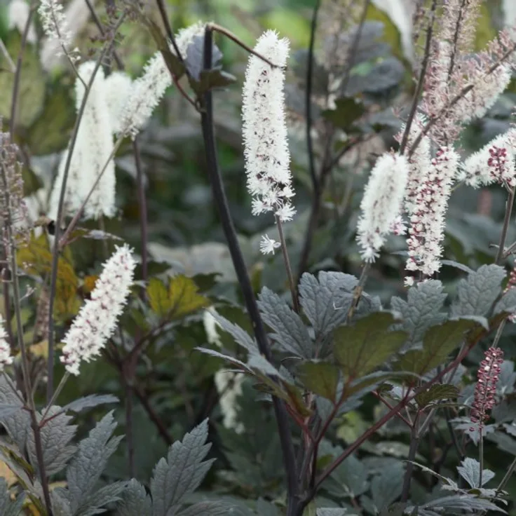 Blumixx Stauden Cimicifuga ramosa Brunette - Silberkerze Standort halbschattig Blütenfarbe weiß
