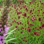 Blumixx Stauden Sanguisorba officinalis Tanna - Purpur-Wiesenknopf Standort sonnig - halbschattig Blütenfarbe dunkelrot