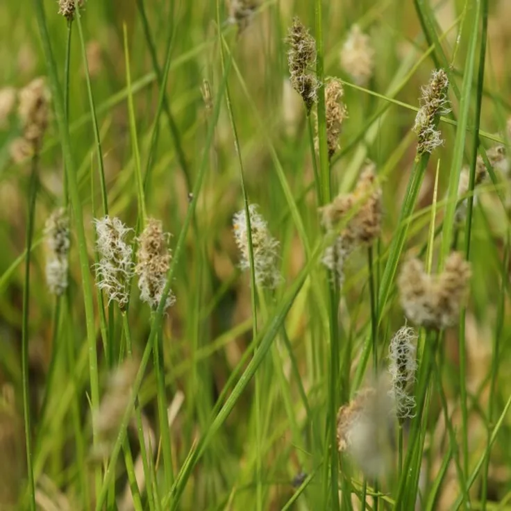 Blumixx Stauden Carex appropinquata - Schwarzschopf-Segge Standort sonnig - halbschattig Blütenfarbe braun