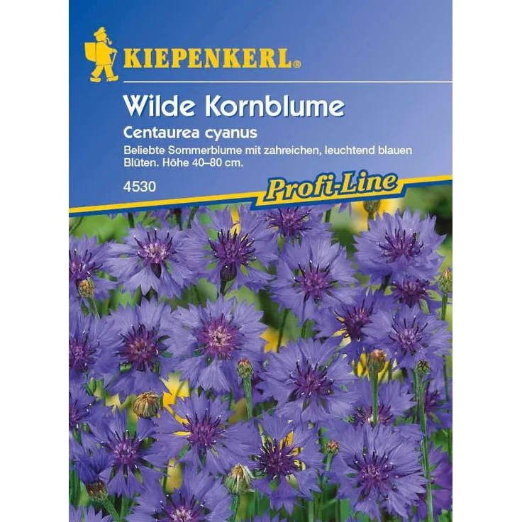 Kiepenkerl Centaurea cyanus Kornblume himmelblau