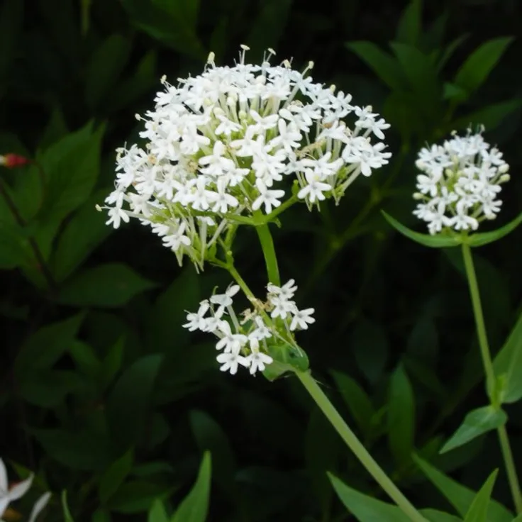 Blumixx Stauden Centranthus ruber Albus - Weißblühende Spornblume Standort sonnig Blütenfarbe weiß