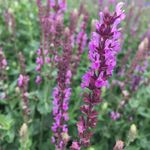Blumixx Stauden Salvia nemorosa Amethyst - Steppen-Salbei Standort sonnig Blütenfarbe purpurviolett
