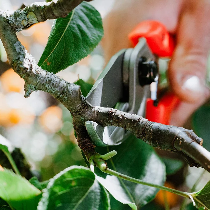 Löwe Nr. 8107 mit gebogener Klinge mittelgroß Universalschere – Bild 4