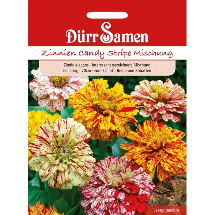 DÜRR-SAMEN Zinnie Candy Stripe Mischung | Zinniensamen 
