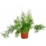 EXOTENHERZ - Zierspargel - Asparagus densiflorus sprengeri - Pflegeleichte Grünpflanze 12cm Topf