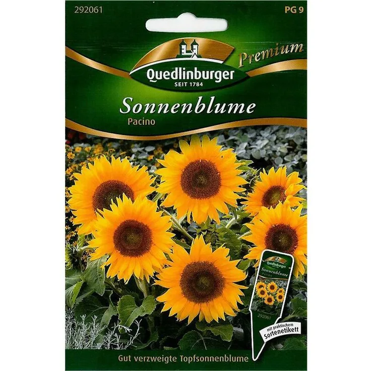 QUEDLINBURGER Sonnenblumen, Pacino
