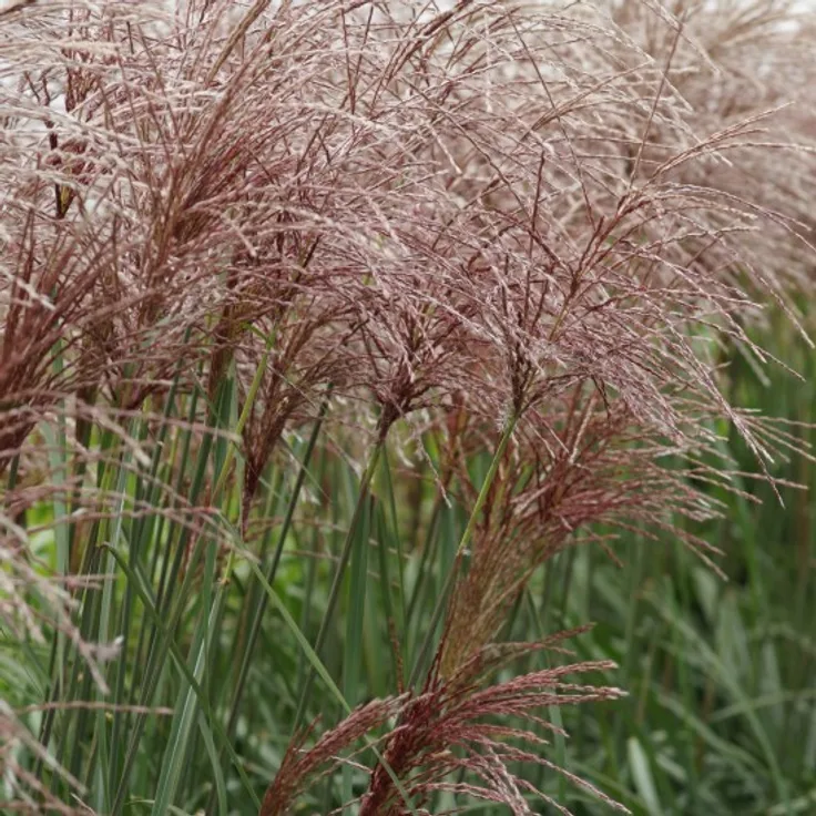 Blumixx Stauden Miscanthus sinensis Malepartus - Chinaschilf Standort sonnig Blütenfarbe rotsilbrig