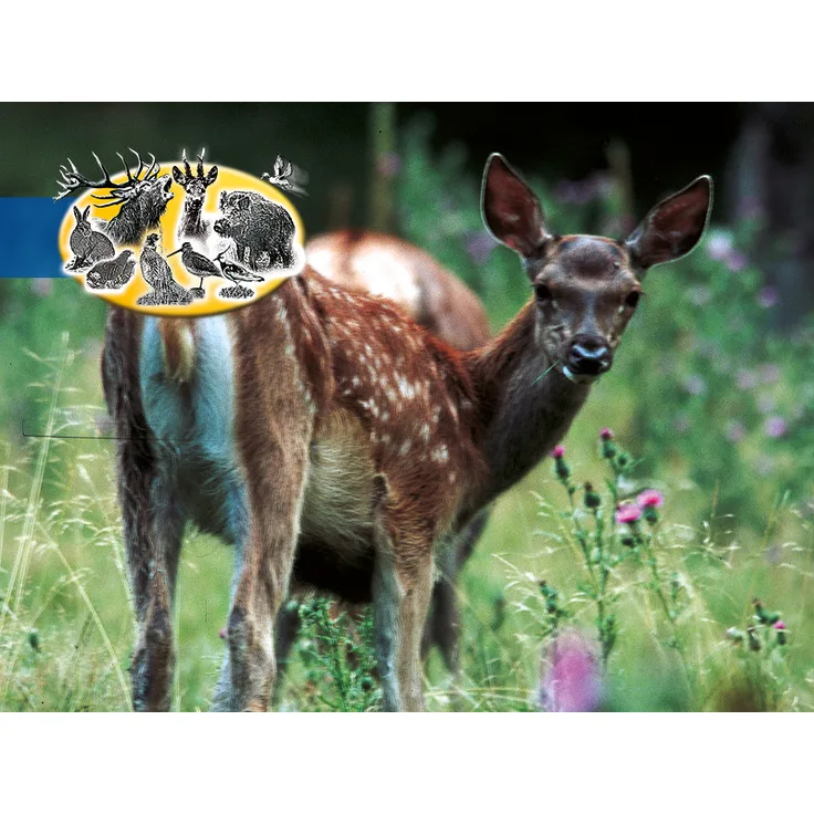 Kiepenkerl Leguminosenmischung für Hoch- und Niederwild 10kg