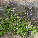 Blumixx Stauden Cymbalaria muralis - Mauer-Zimbelkraut Standort halbschattig Blütenfarbe hellviolett